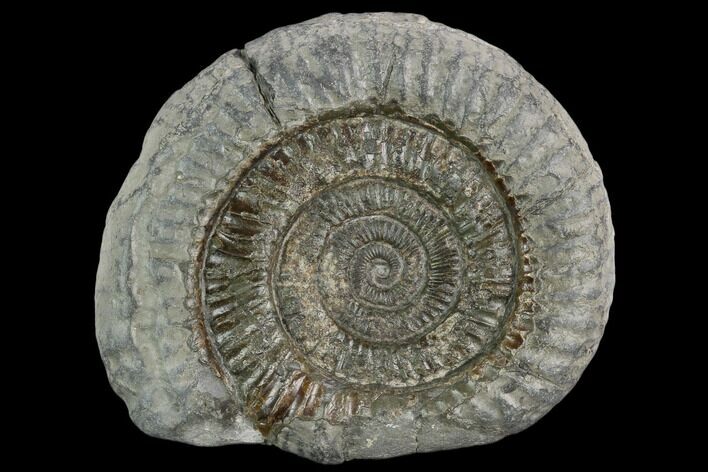 Ammonite (Dactylioceras) Fossil - England #127494